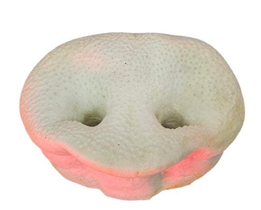 puff pig snout