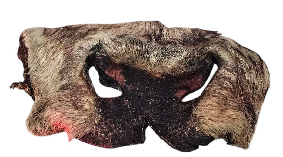 Hairy cow snout