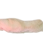 Hairy rabbit foot