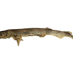 Whole dried dog fish (shark)