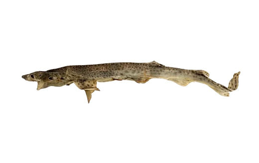 Whole dried dog fish (shark)