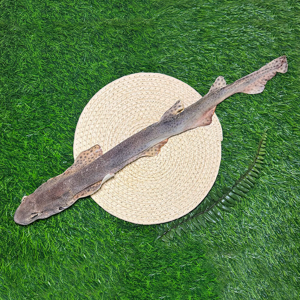 Whole dried dog fish (shark)