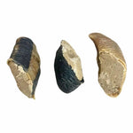 Bag of 10 filled cow Hooves