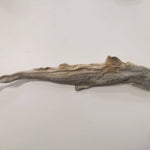 Whole dried dog fish (shark)