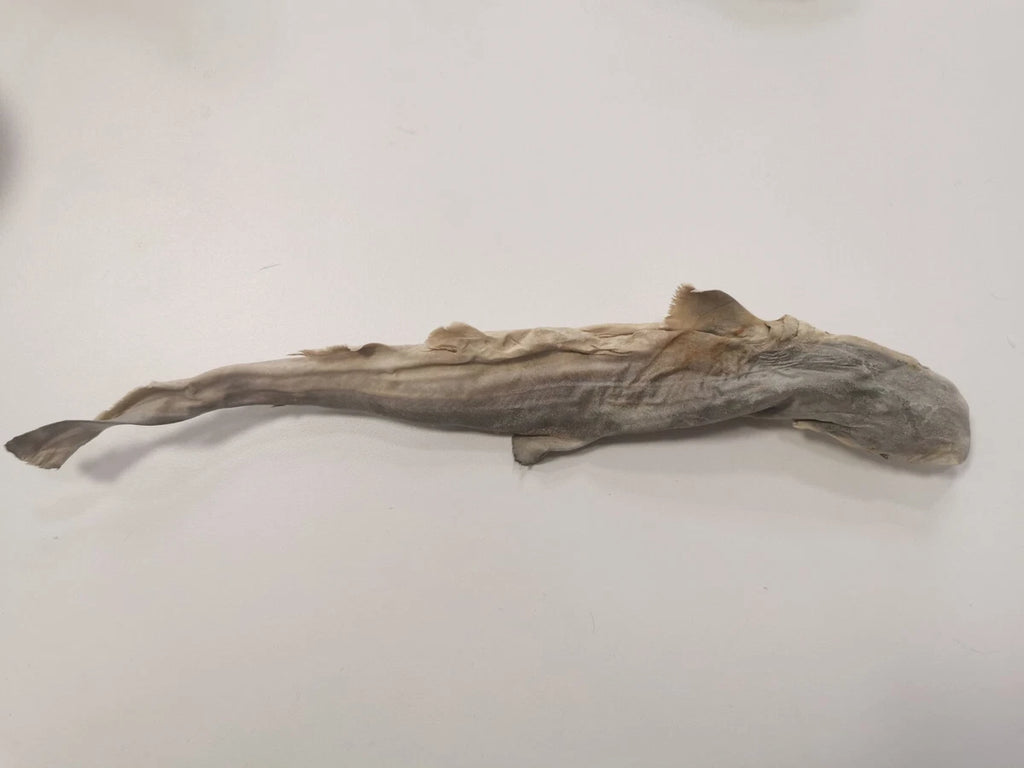 Whole dried dog fish (shark)