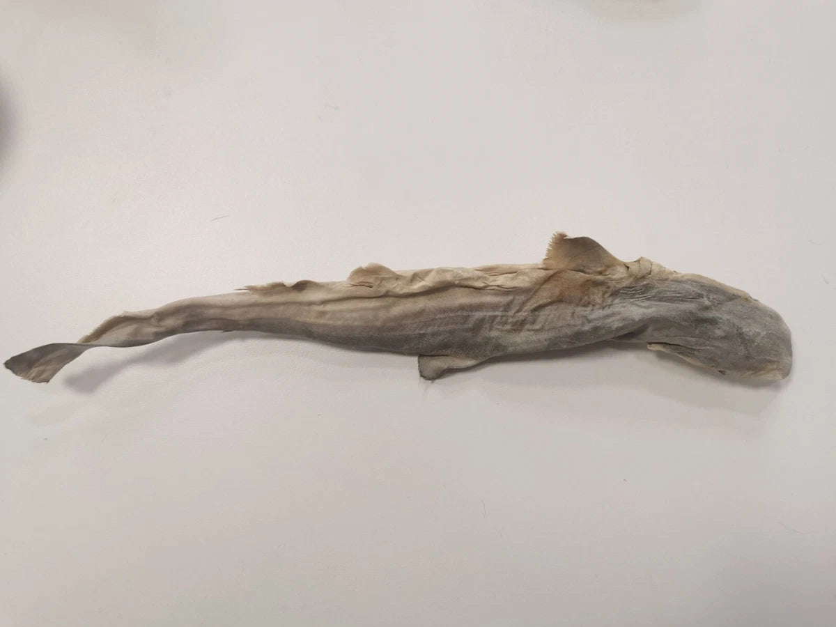 Whole dried dog fish (shark)
